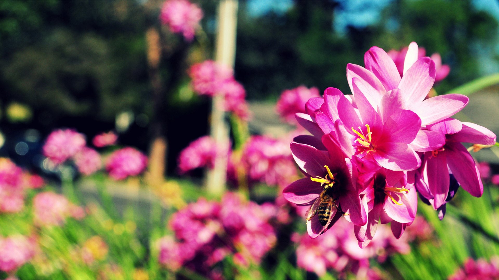 小清新,娇艳欲滴,花,儿童桌面专用