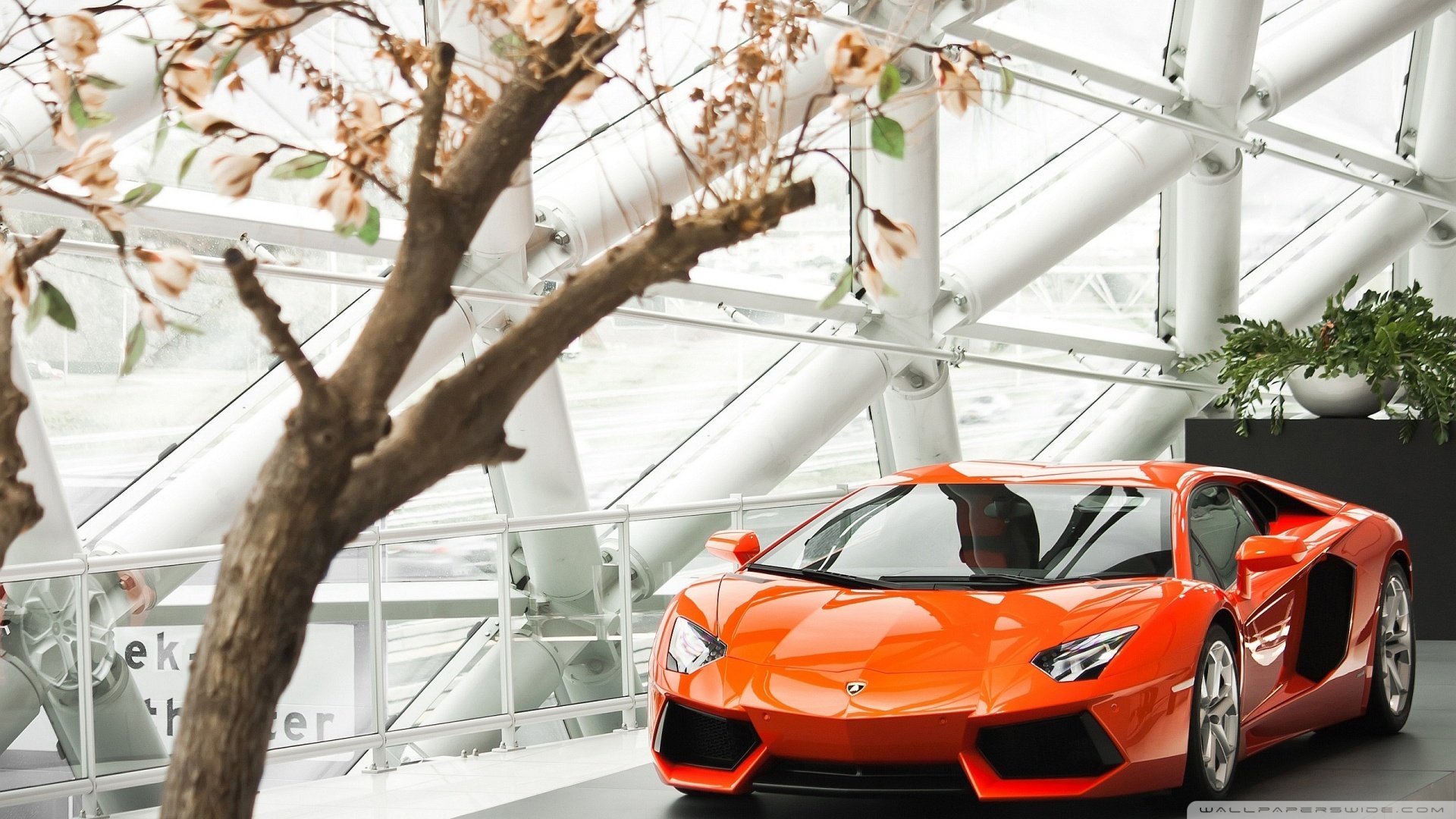 超跑,兰博基尼,儿童桌面专用