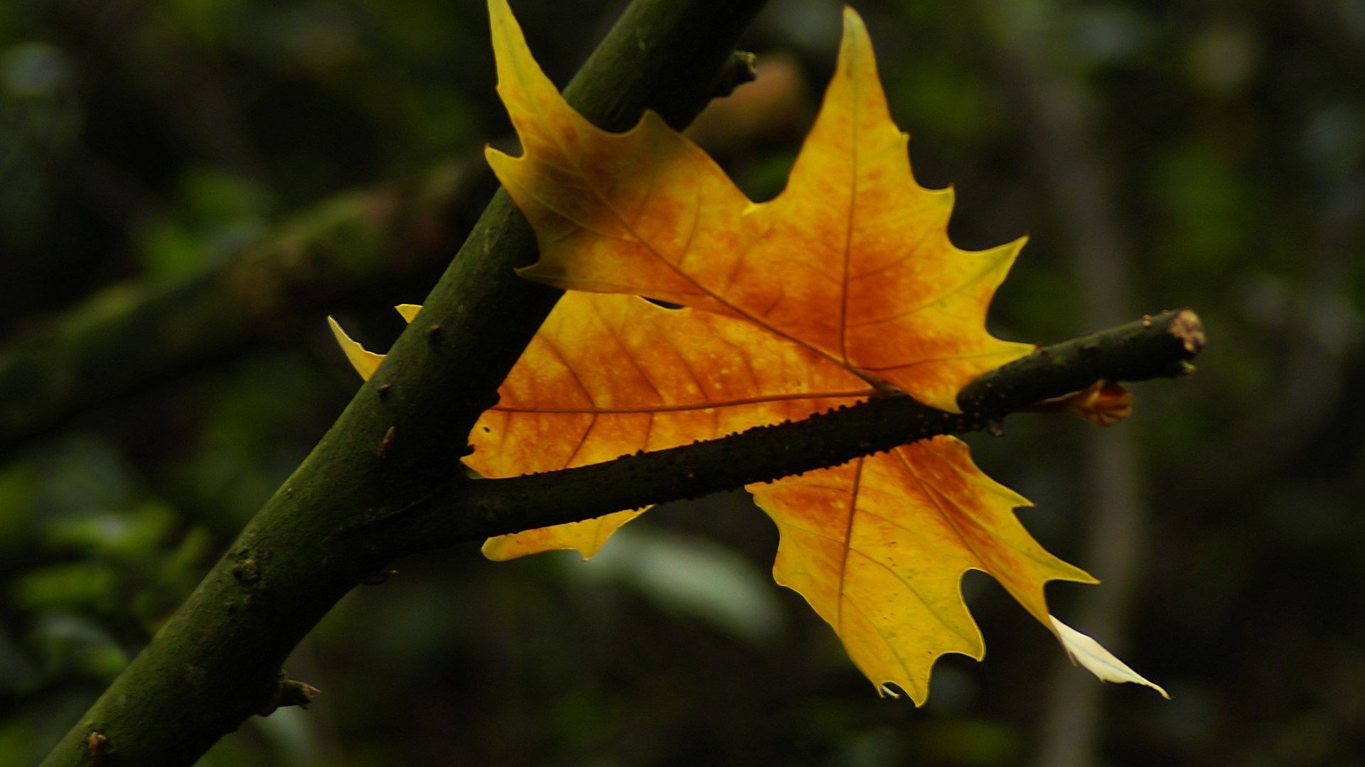 小清新,清新淡雅,枫叶,儿童桌面专用