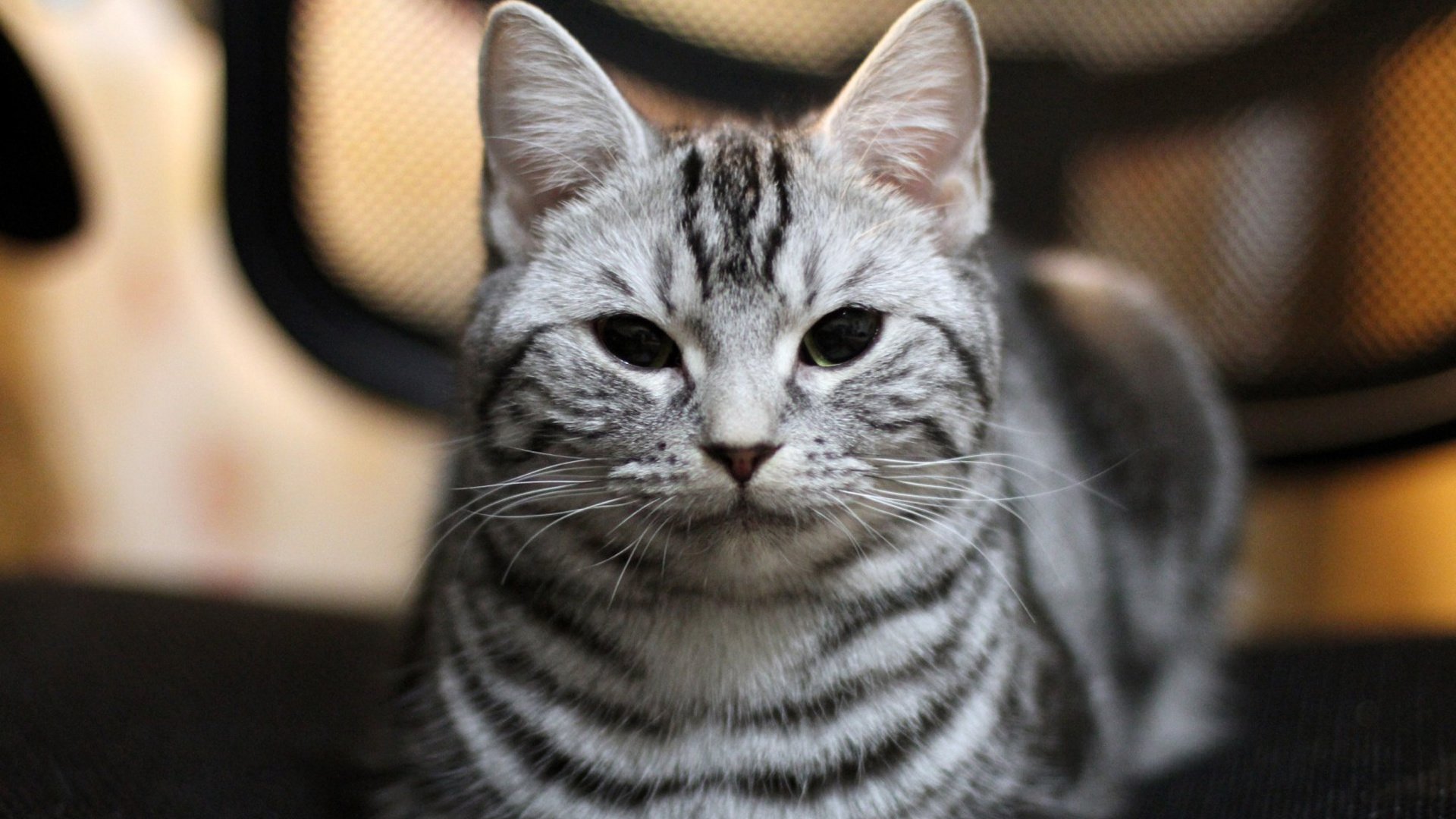 萌宠,喵星人,猫,可爱,卖萌,宠物,古灵精怪,儿童桌面专用