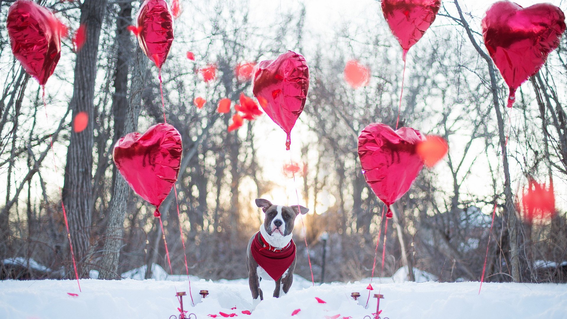 萌宠,汪星人,狗,卖萌图,可爱,古灵精怪,儿童桌面专用