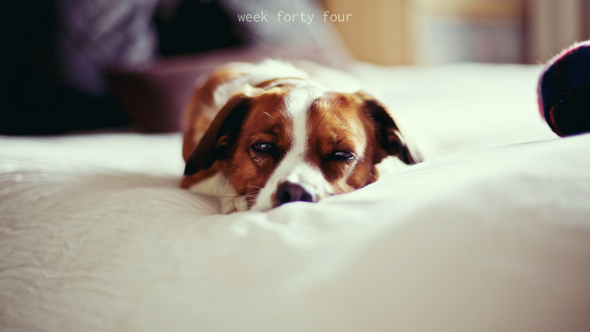 萌宠,狗,汪星人,古灵精怪,可爱,儿童桌面专用