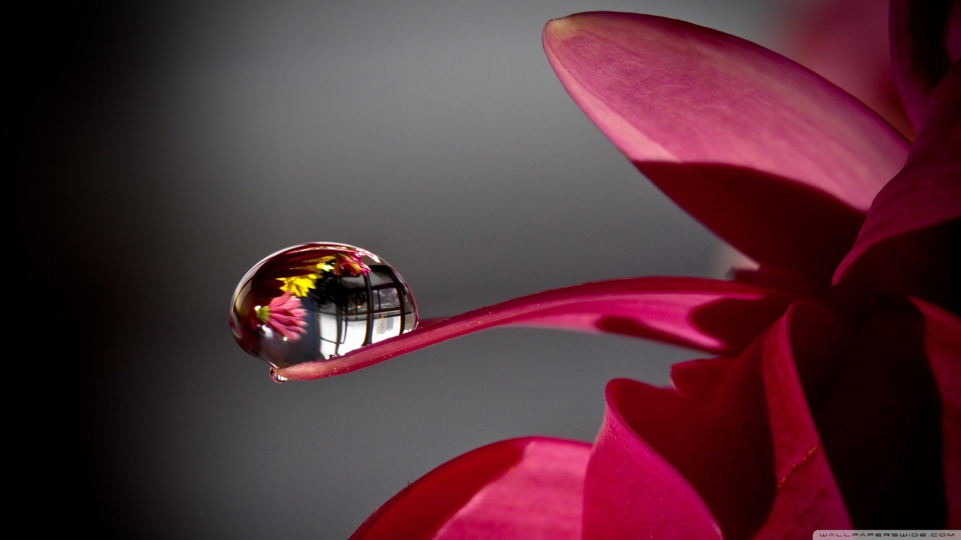 小清新,娇艳欲滴,花,儿童桌面专用