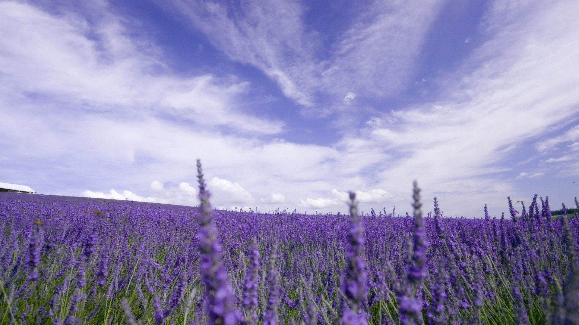小清新,娇艳欲滴,花,儿童桌面专用