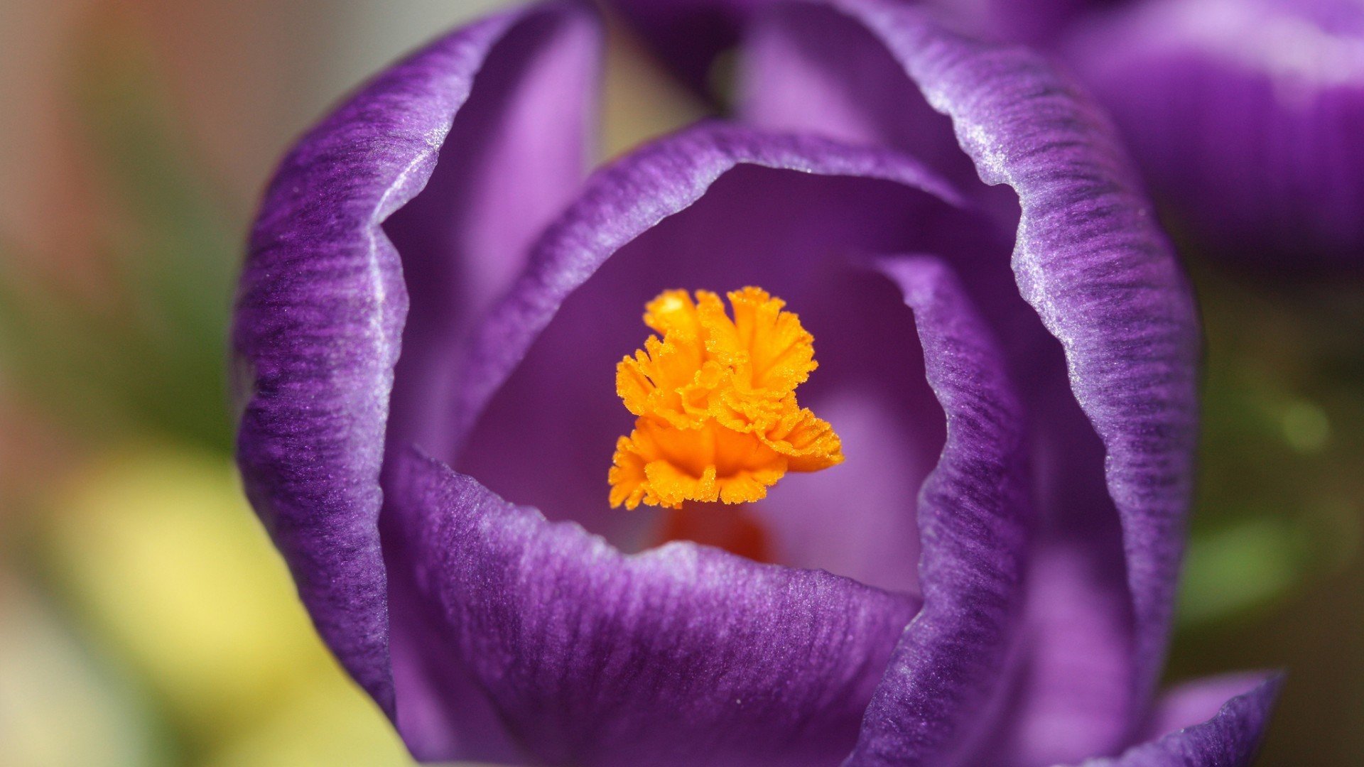 小清新,娇艳欲滴,花,儿童桌面专用