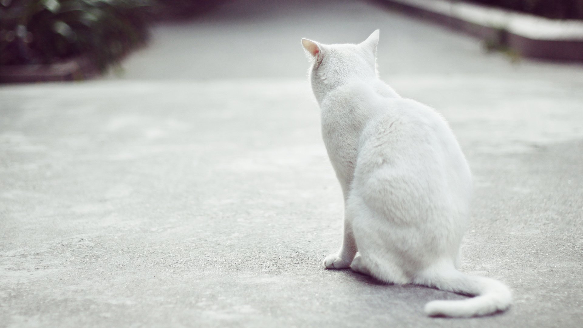 萌宠,喵星人,猫,卖萌图,可爱,古灵精怪,YBP摄影,儿童桌面专用