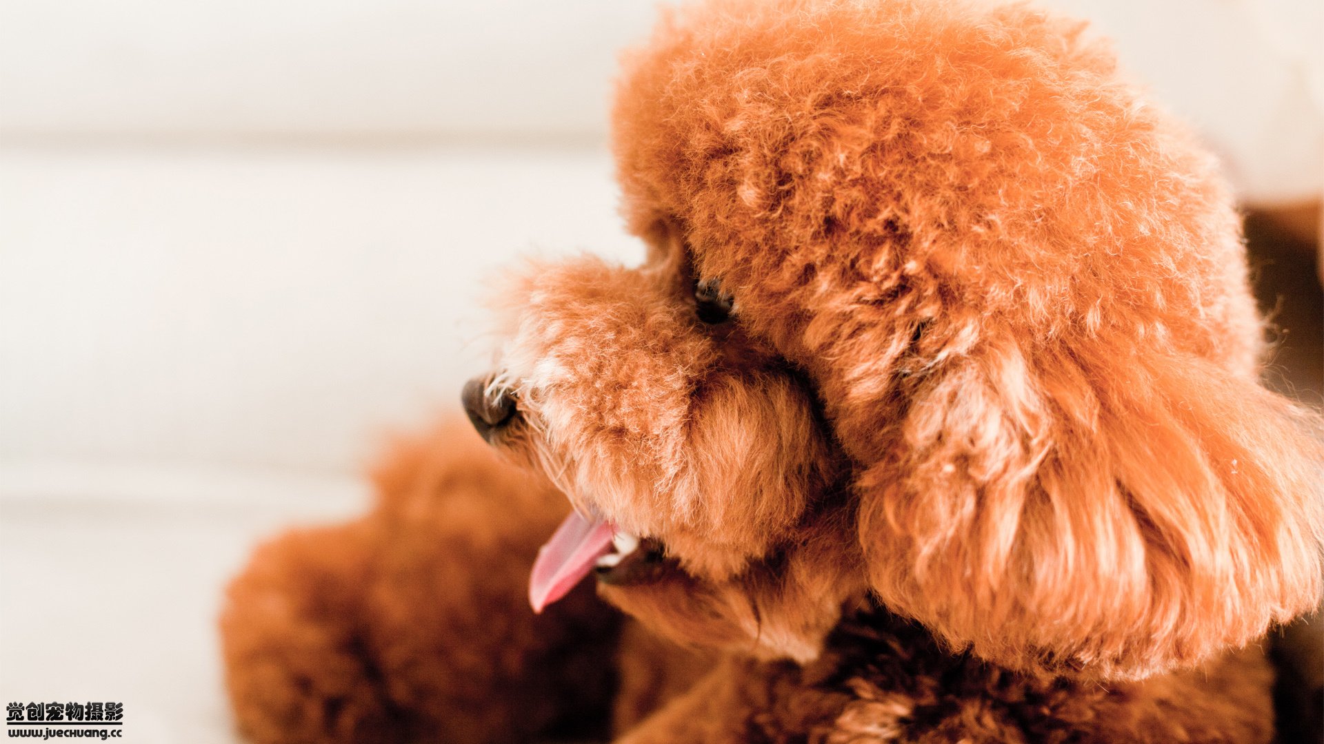 萌宠,汪星人,狗,古灵精怪,可爱,卖萌,宠物,觉创摄影,儿童桌面专用