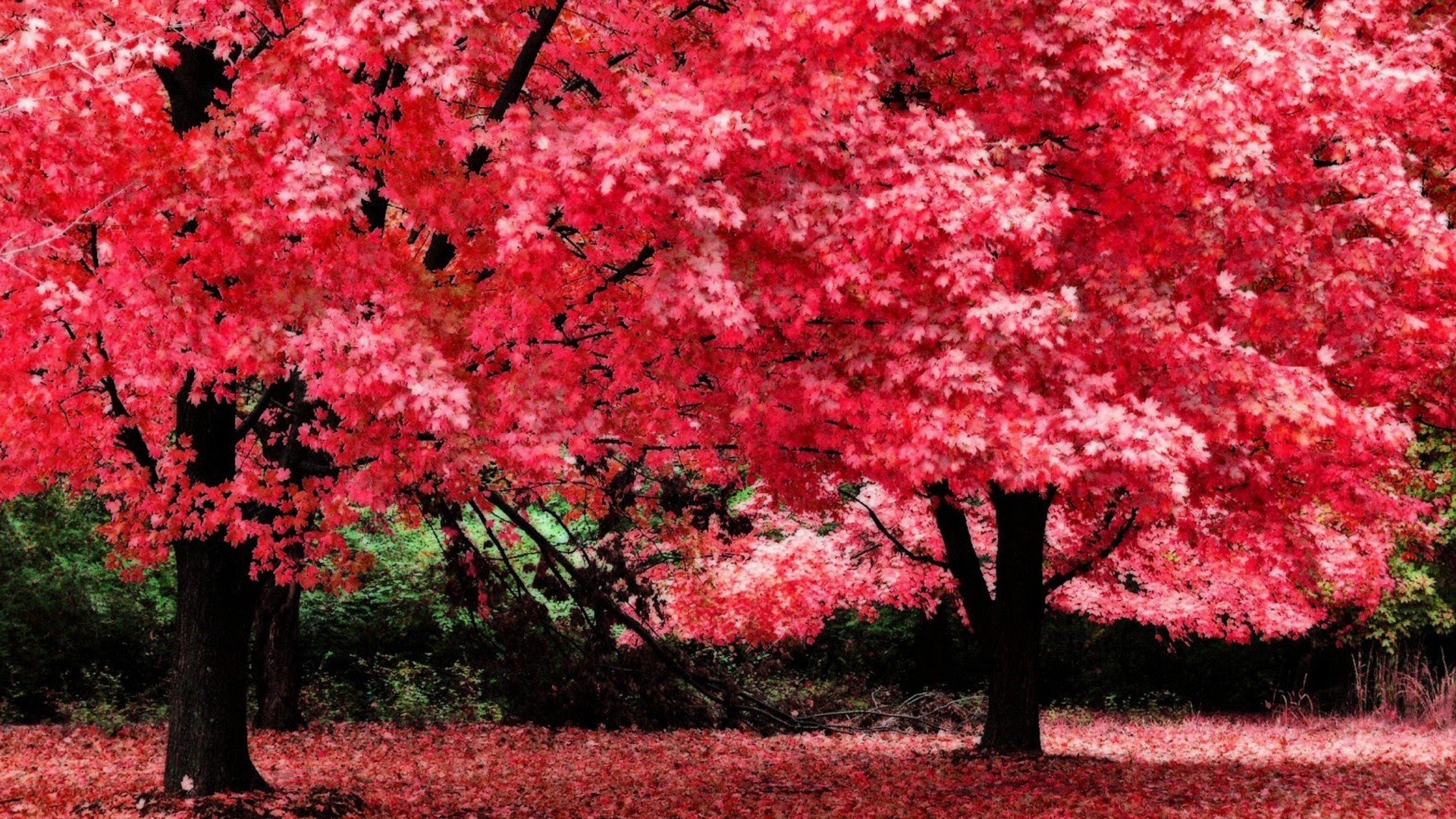 小清新,舒缓压力,枫叶,儿童桌面专用