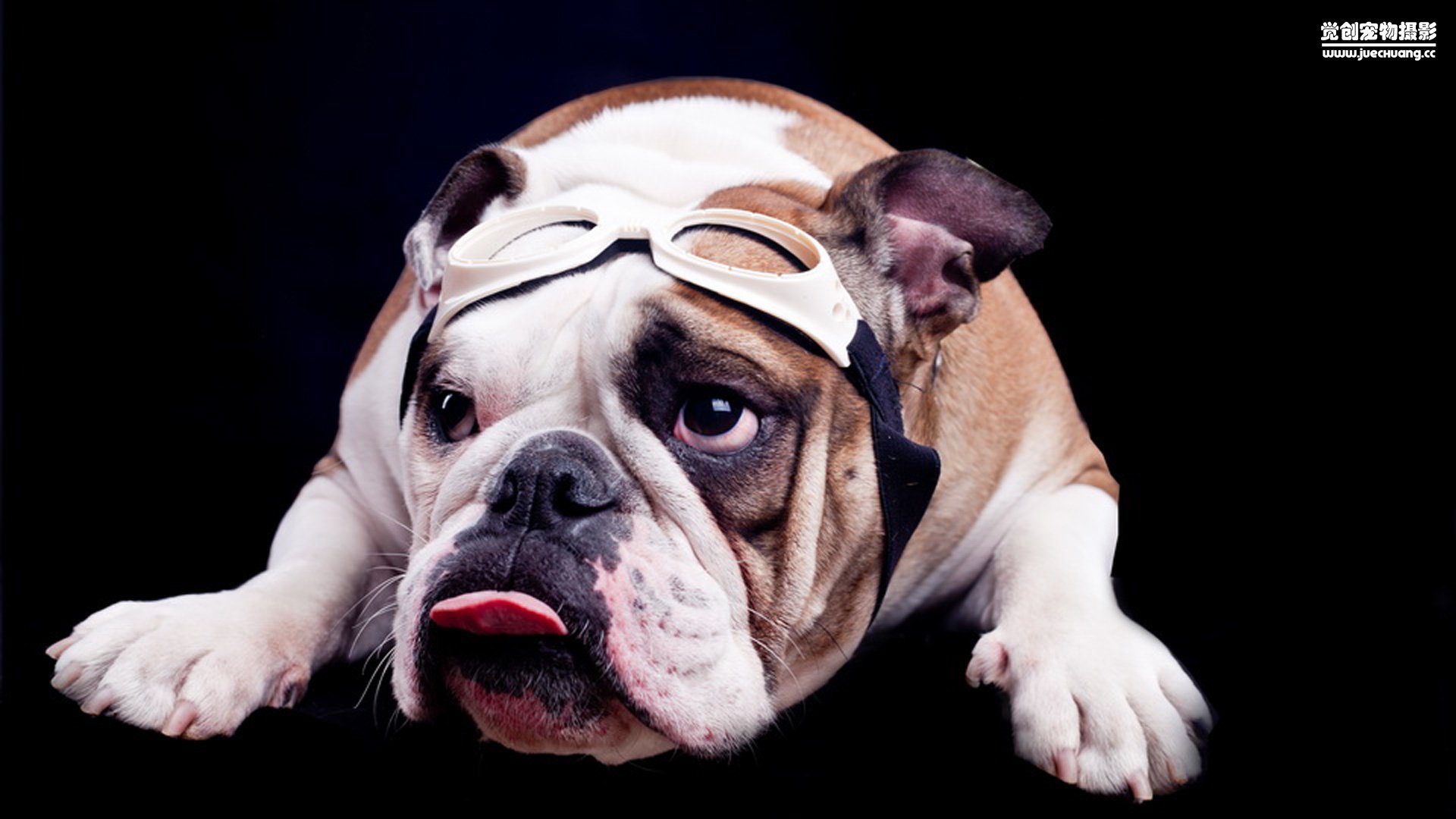 萌宠,觉创摄影,汪星人,狗,可爱,卖萌图,@觉创摄影,儿童桌面专用