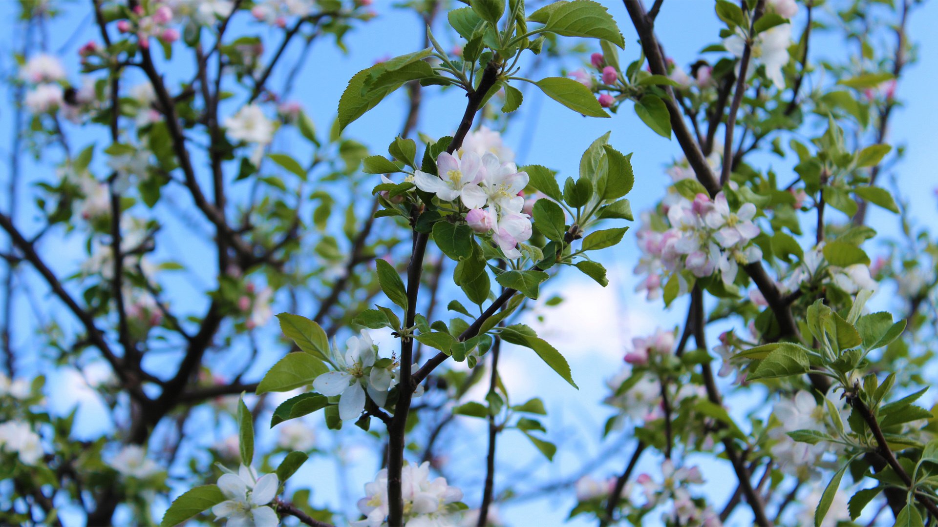 小清新,清新淡雅,花,儿童桌面专用