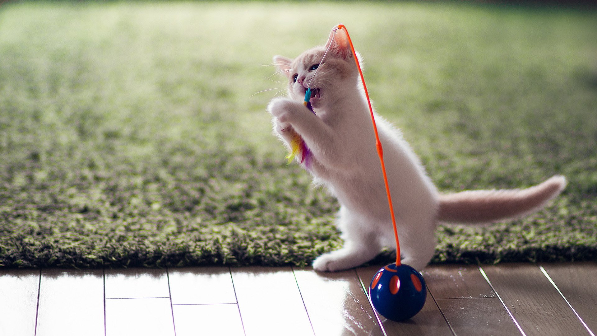 萌宠,喵星人,猫,可爱,卖萌,宠物,古灵精怪,儿童桌面专用