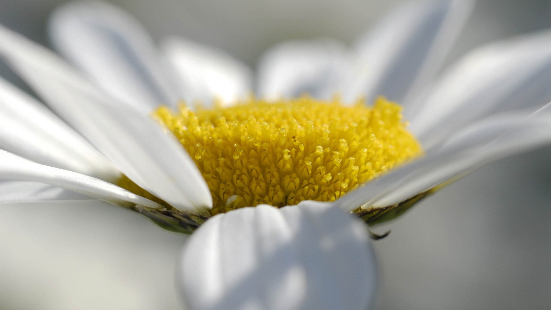 小清新,清新淡雅,娇艳欲滴,花,儿童桌面专用
