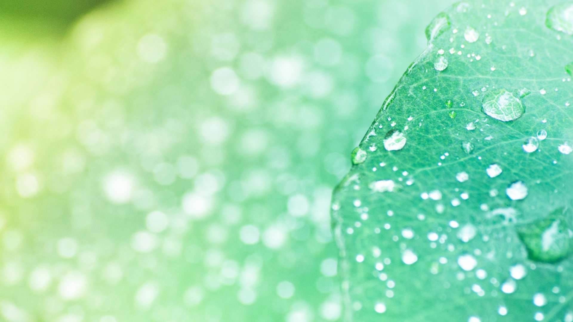 小清新,清新淡雅,叶,儿童桌面专用