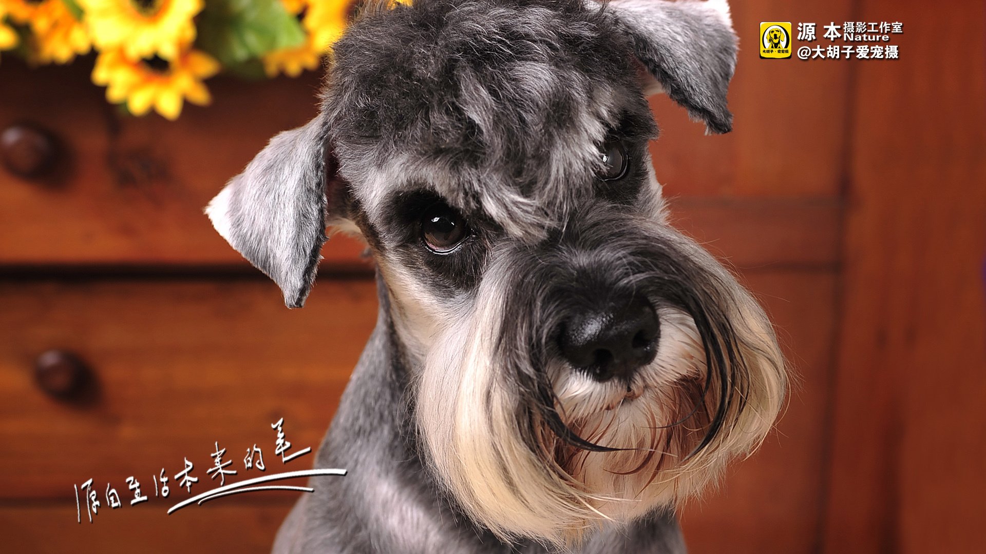 萌宠,狗,汪星人,卖萌图,可爱,古灵精怪,独家首发,源本摄影,@大胡子爱宠摄,儿童桌面专用