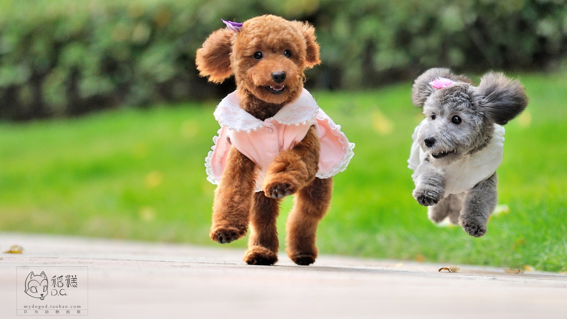 萌宠,稻糕摄影,狗,汪星人,古灵精怪,可爱,@稻糕DG宠物影像,儿童桌面专用