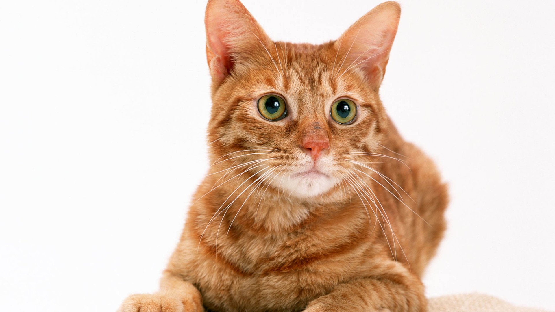 萌宠,喵星人,喵,可爱,卖萌图,儿童桌面专用