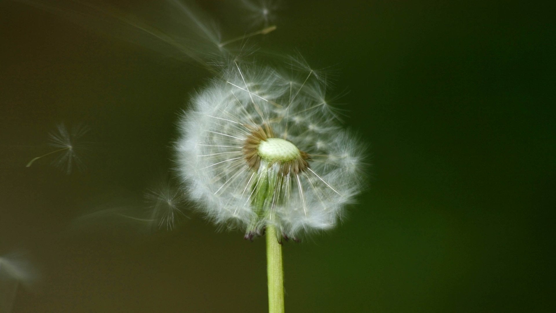 小清新,护眼壁纸,清新淡雅,儿童桌面专用