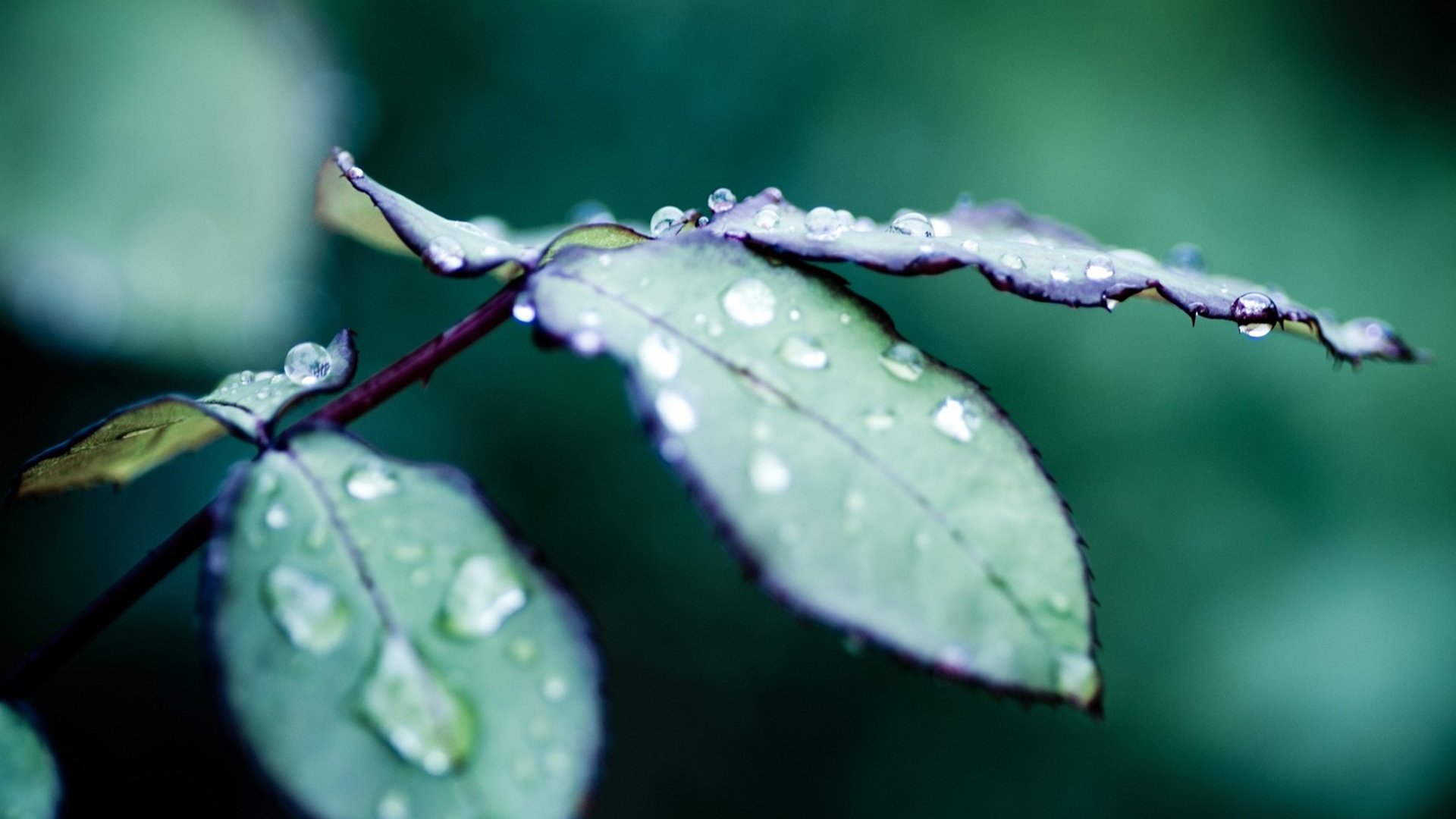 小清新,护眼壁纸,叶,儿童桌面专用