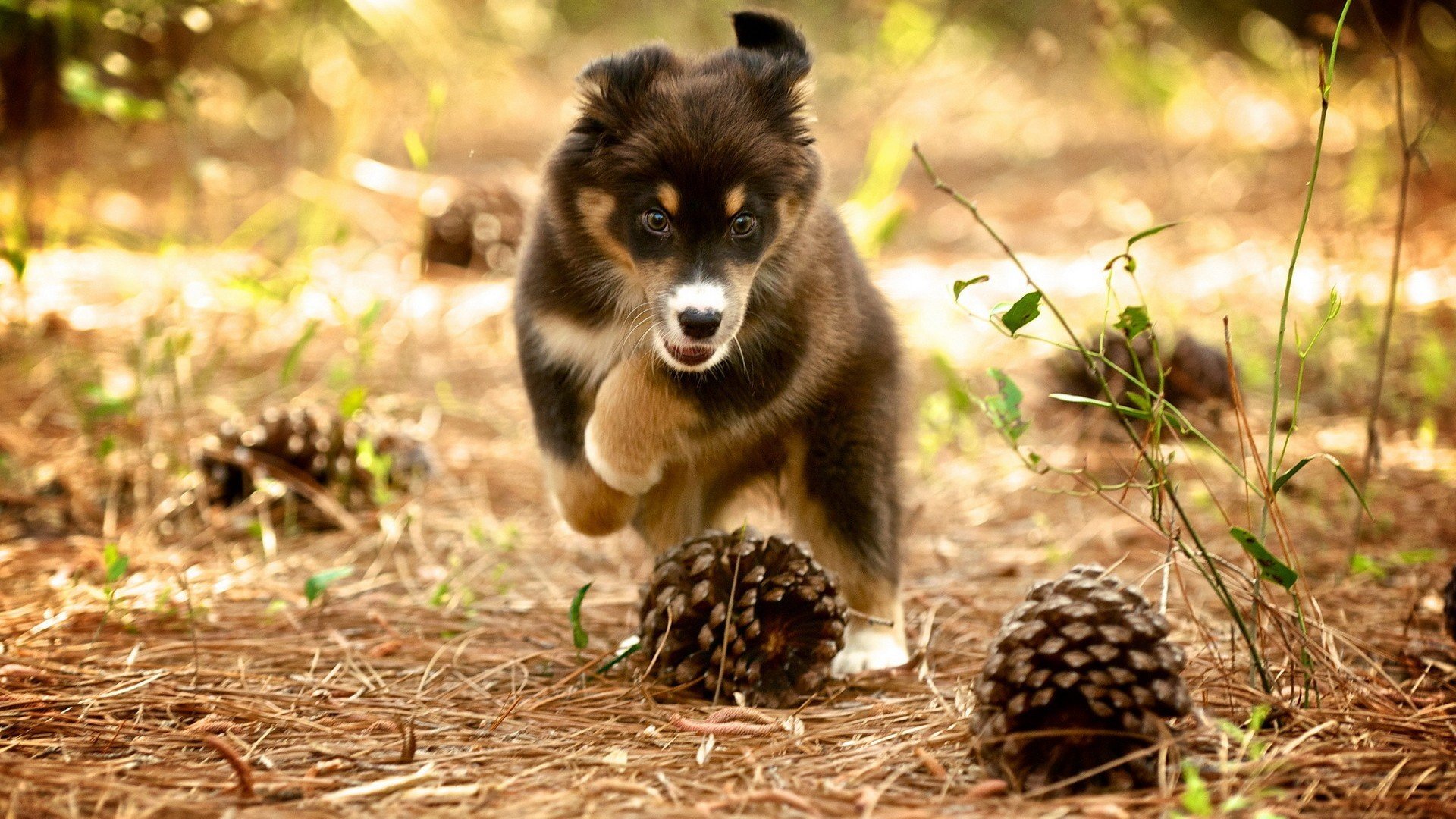 萌宠,狗,汪星人,卖萌图,可爱,古灵精怪,儿童桌面专用