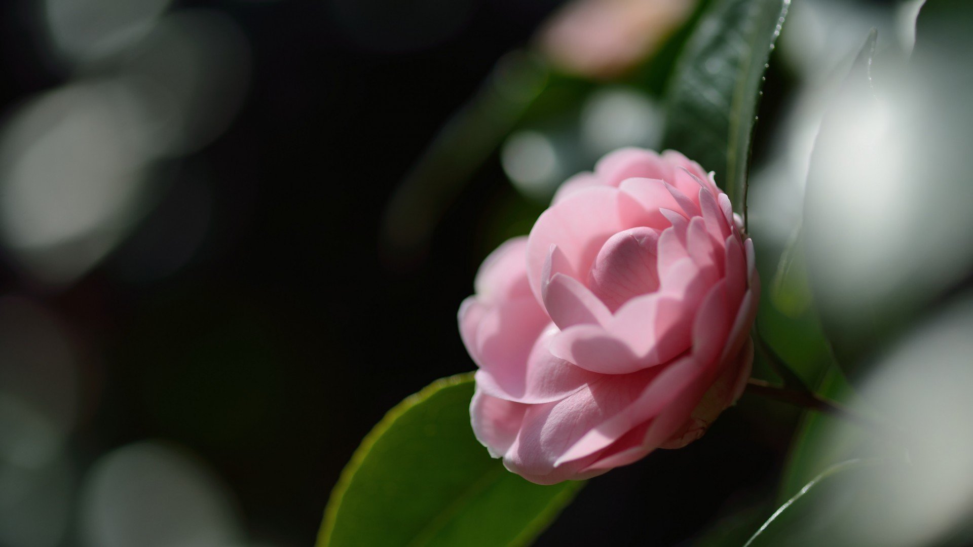 小清新,娇艳欲滴,花,儿童桌面专用