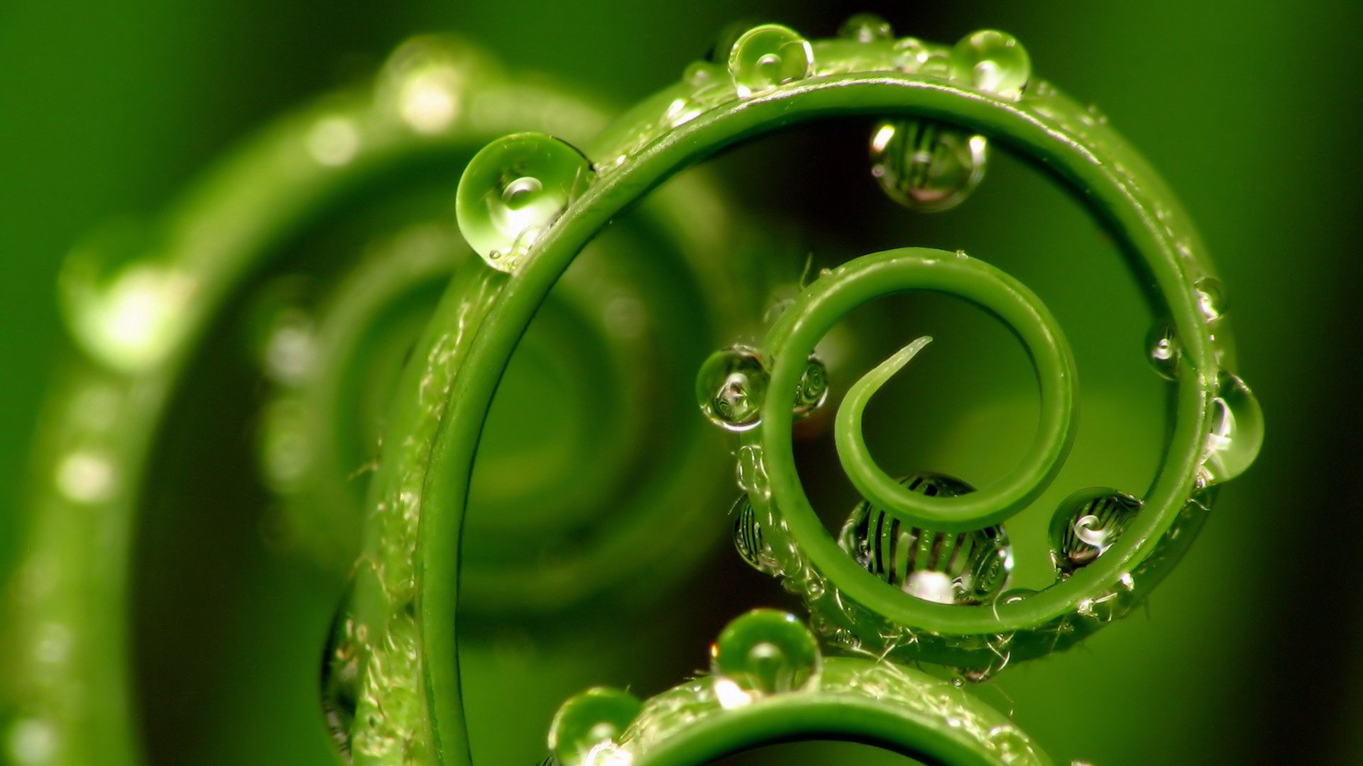 小清新,护眼壁纸,清新淡雅,叶,儿童桌面专用