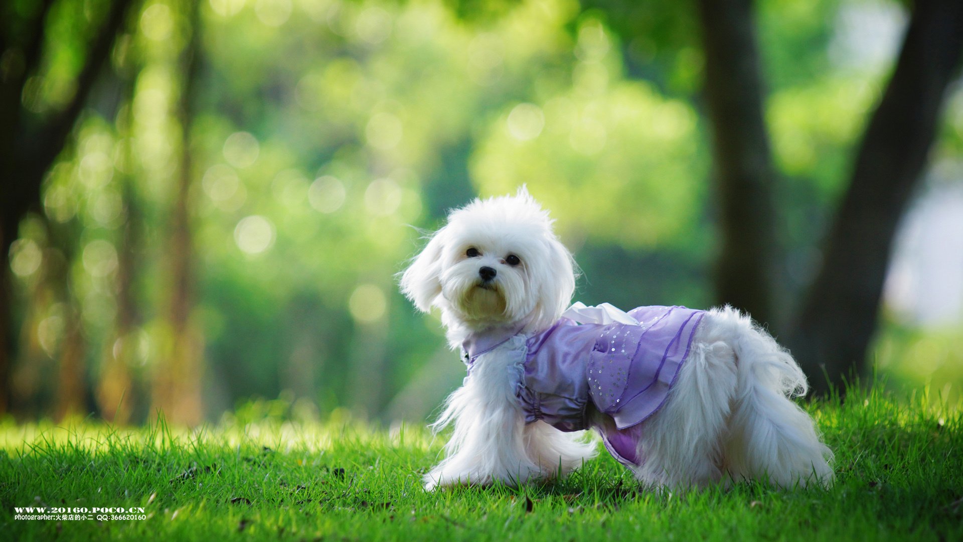 萌宠,狗,汪星人,卖萌图,古灵精怪,可爱,火柴摄影,独家首发,@摄影师火柴店的小二,儿童桌面专用