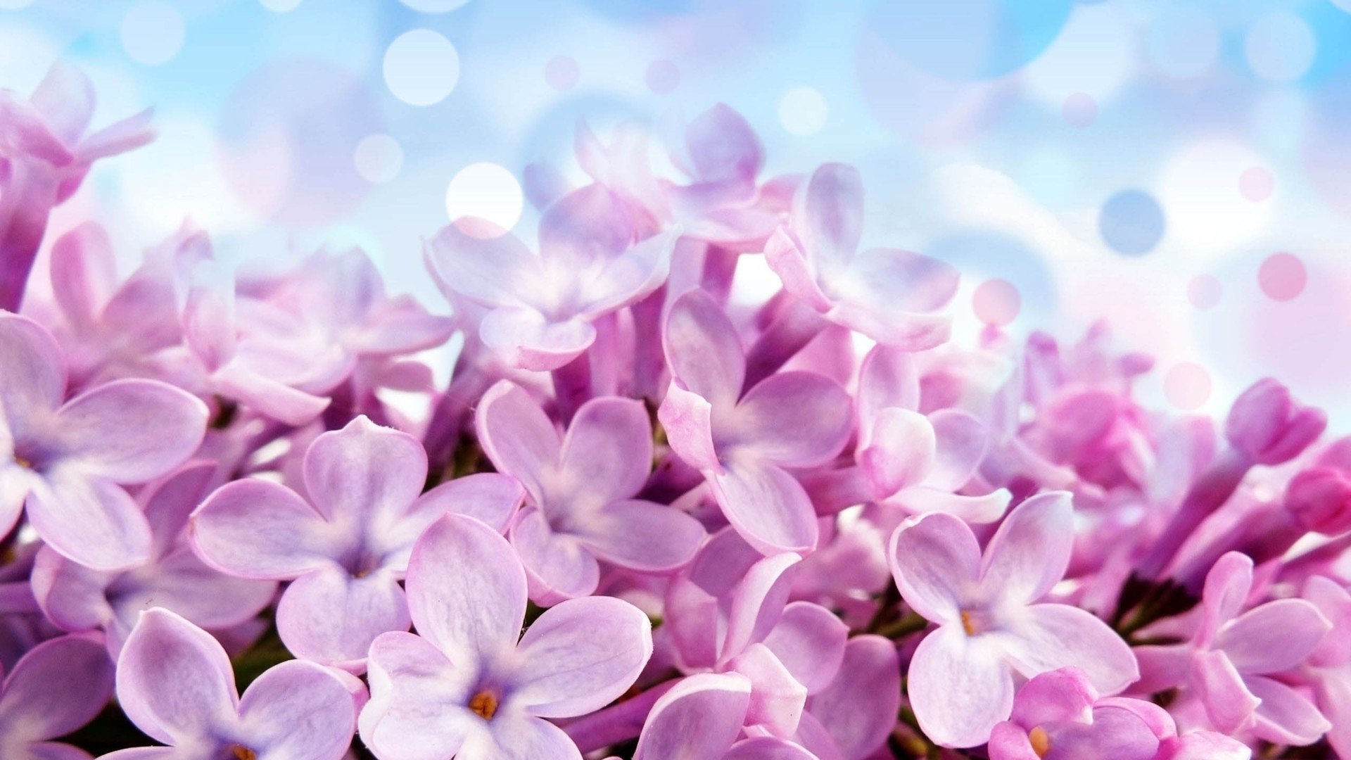 小清新,娇艳欲滴,花,儿童桌面专用