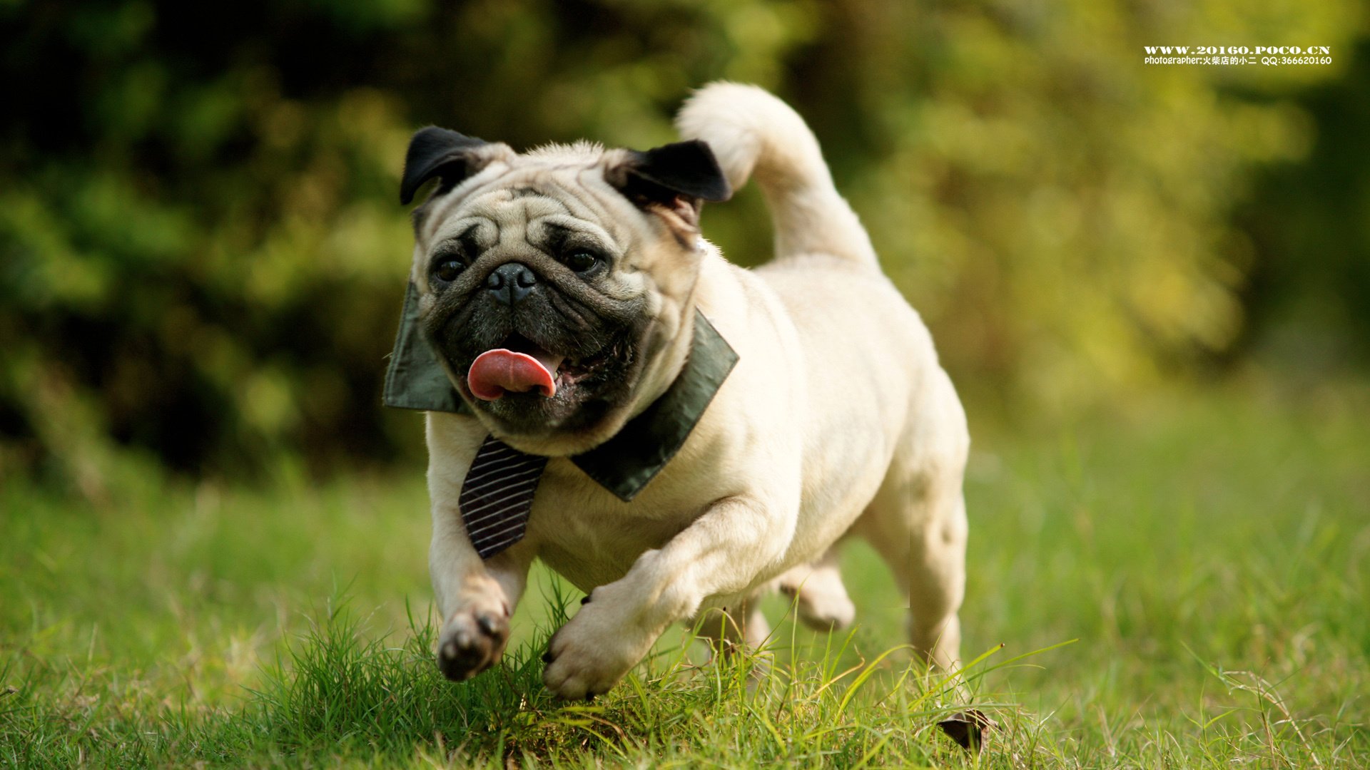 萌宠,狗,汪星人,卖萌图,古灵精怪,可爱,火柴摄影,独家首发,@摄影师火柴店的小二,儿童桌面专用