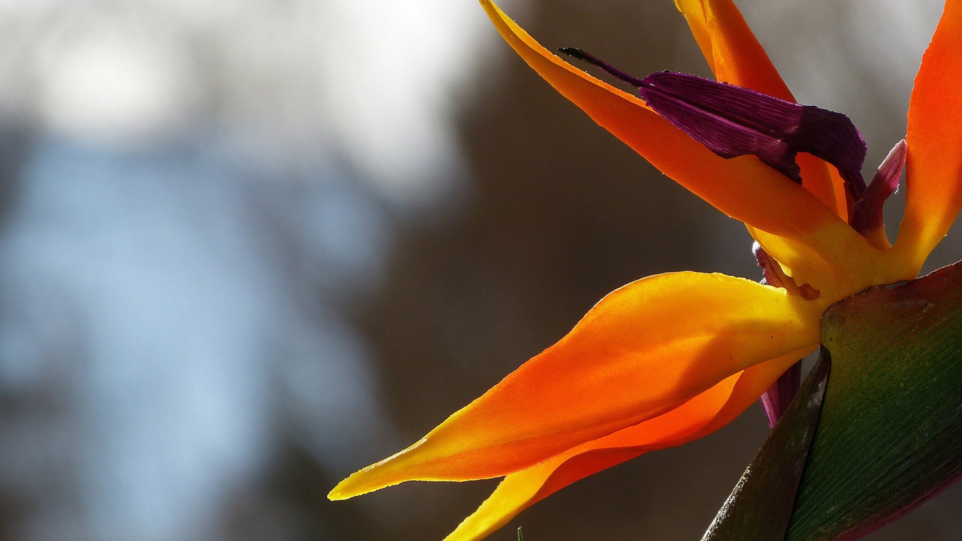 小清新,娇艳欲滴,花,儿童桌面专用
