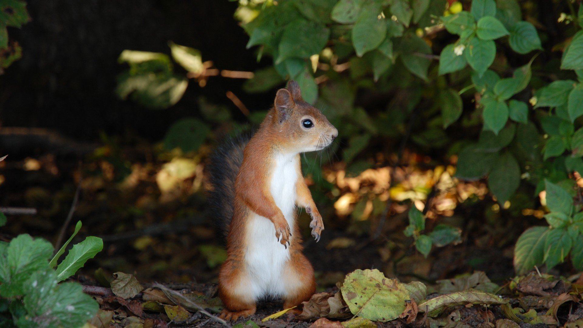 萌宠,野生动物,松鼠,可爱,卖萌图,儿童桌面专用
