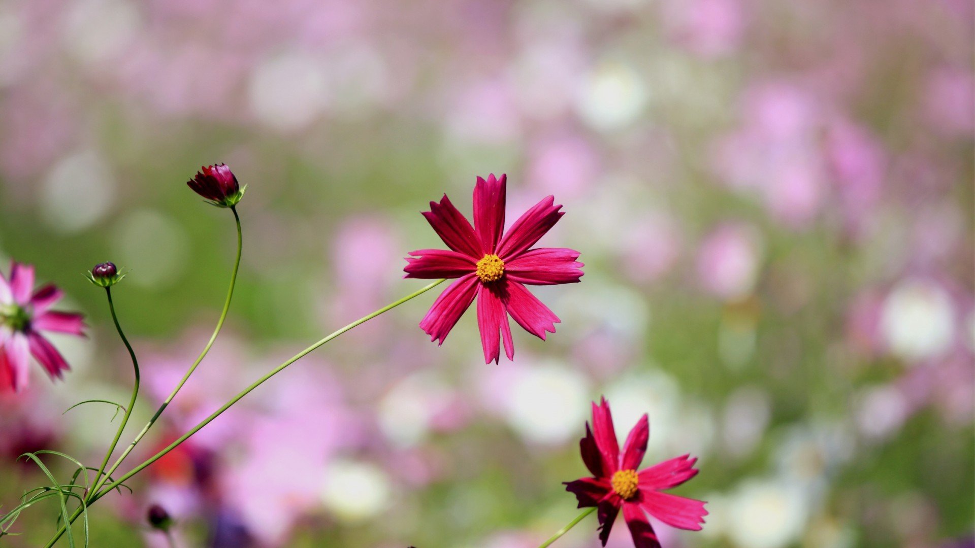 小清新,娇艳欲滴,花,儿童桌面专用