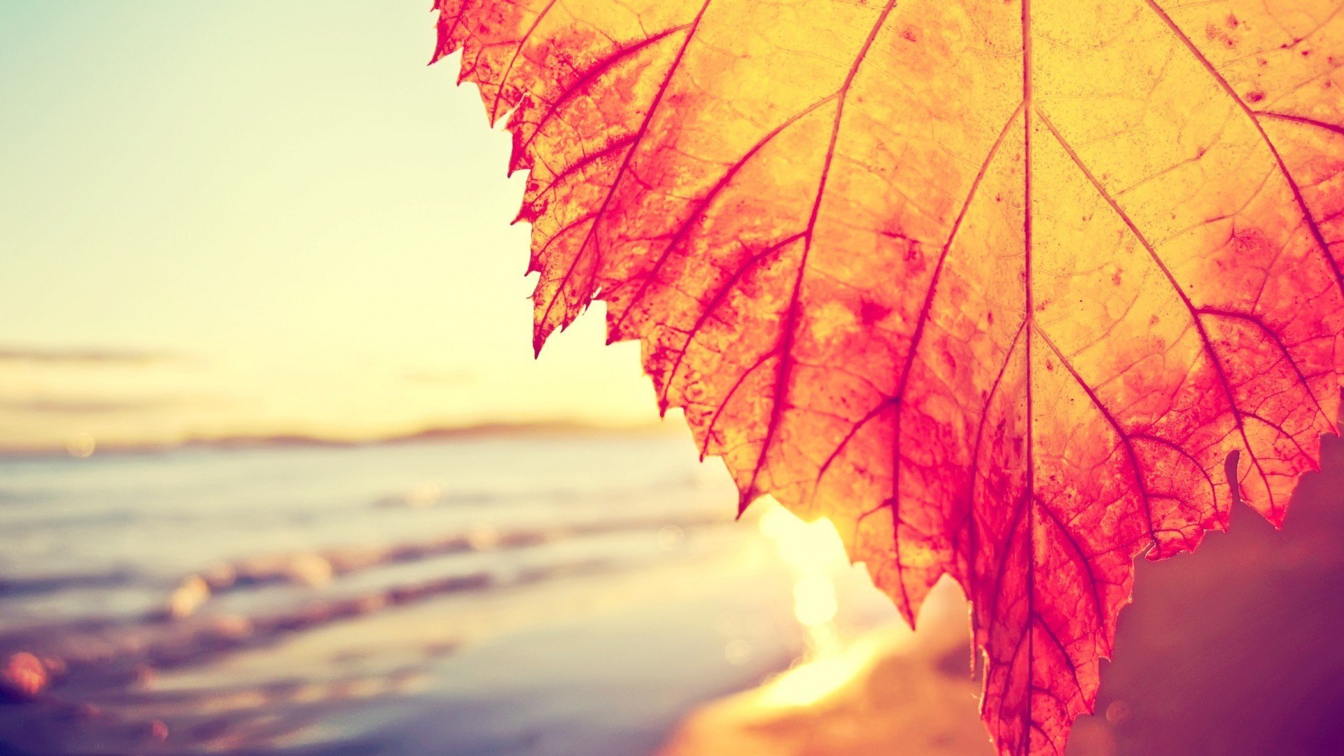 小清新,舒缓压力,枫叶,儿童桌面专用