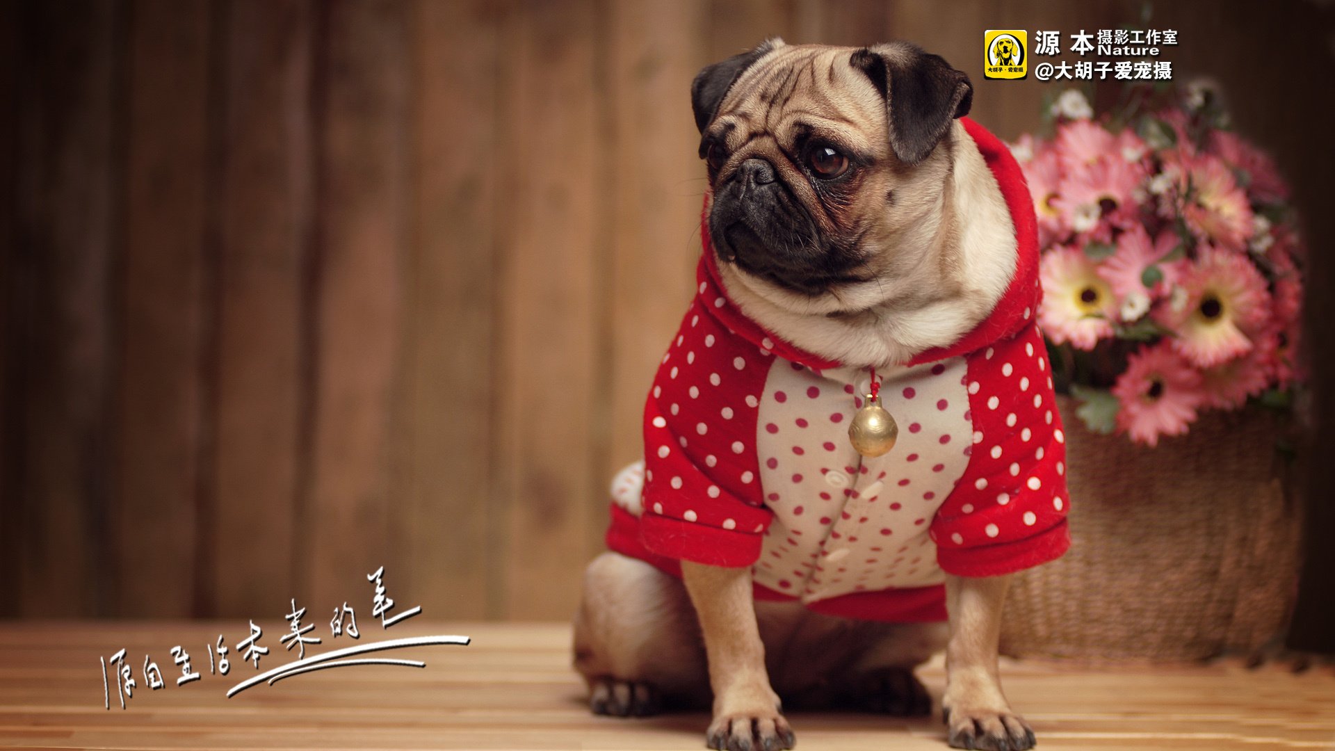 萌宠,狗,汪星人,古灵精怪,可爱,源本摄影,@大胡子爱宠摄,儿童桌面专用