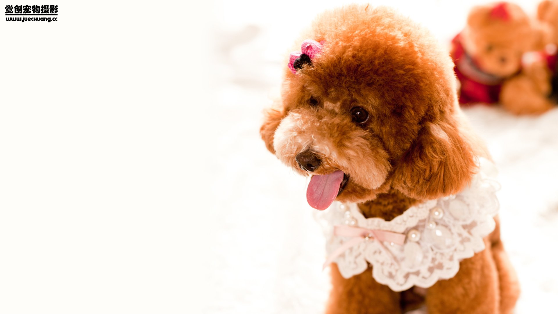 萌宠,汪星人,狗,可爱,卖萌图,古灵精怪,觉创摄影,@觉创摄影,儿童桌面专用
