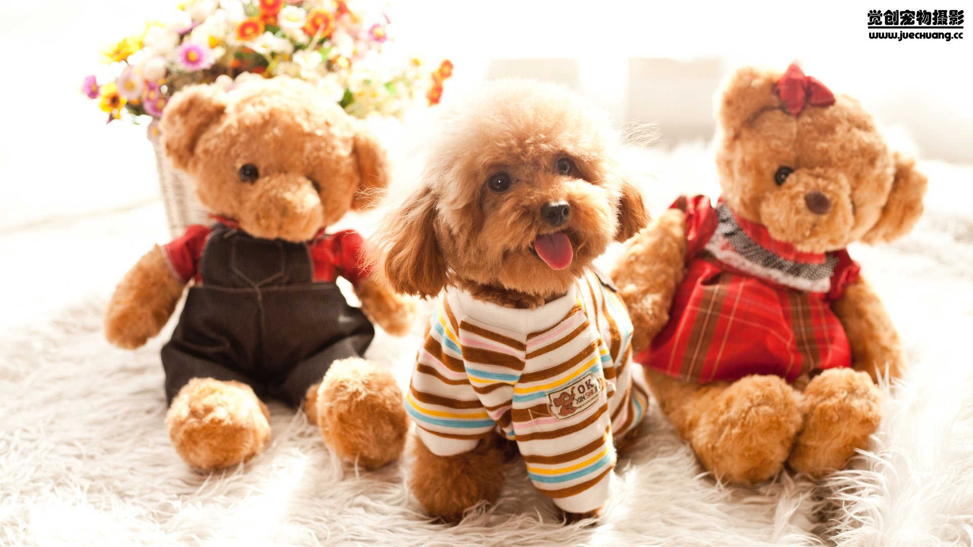 萌宠,汪星人,狗,可爱,卖萌,宠物,古灵精怪,觉创摄影,儿童桌面专用