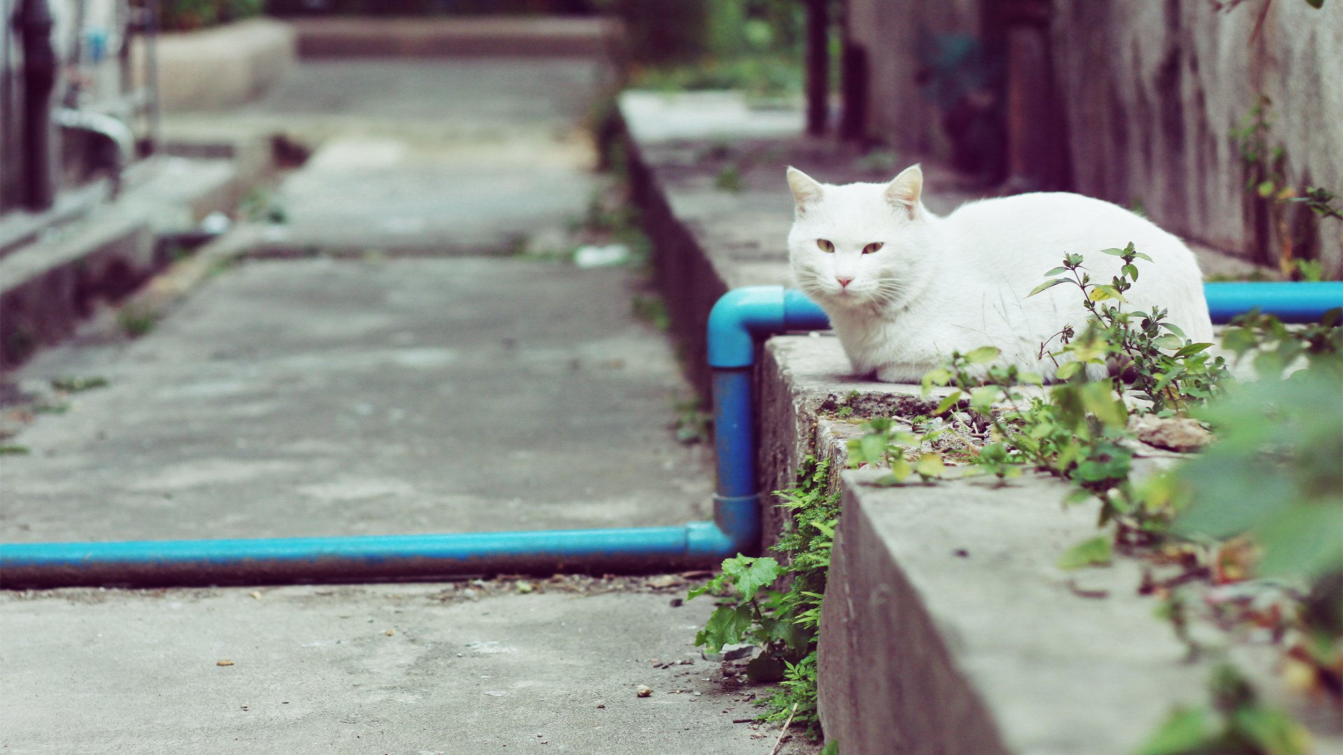 萌宠,喵星人,猫,卖萌图,可爱,古灵精怪,YBP摄影,儿童桌面专用