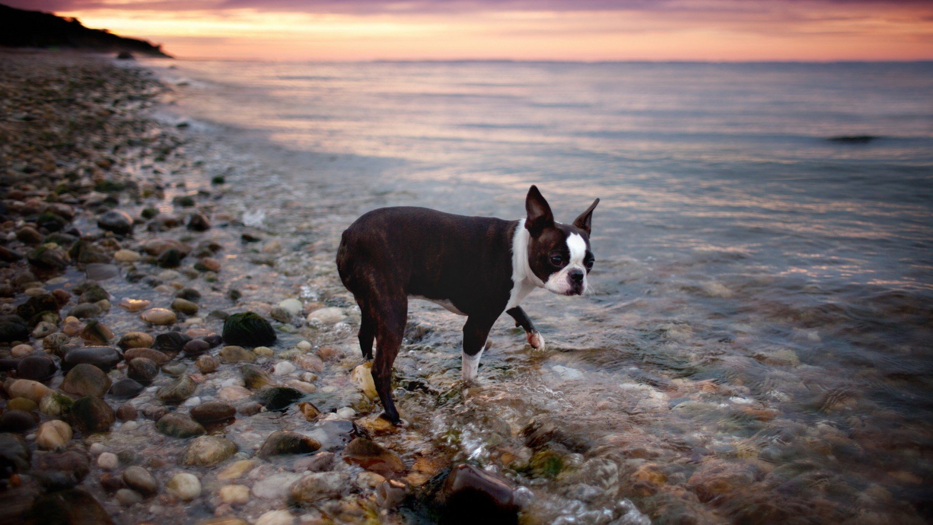 萌宠,汪星人,狗,古灵精怪,可爱,卖萌,宠物,儿童桌面专用