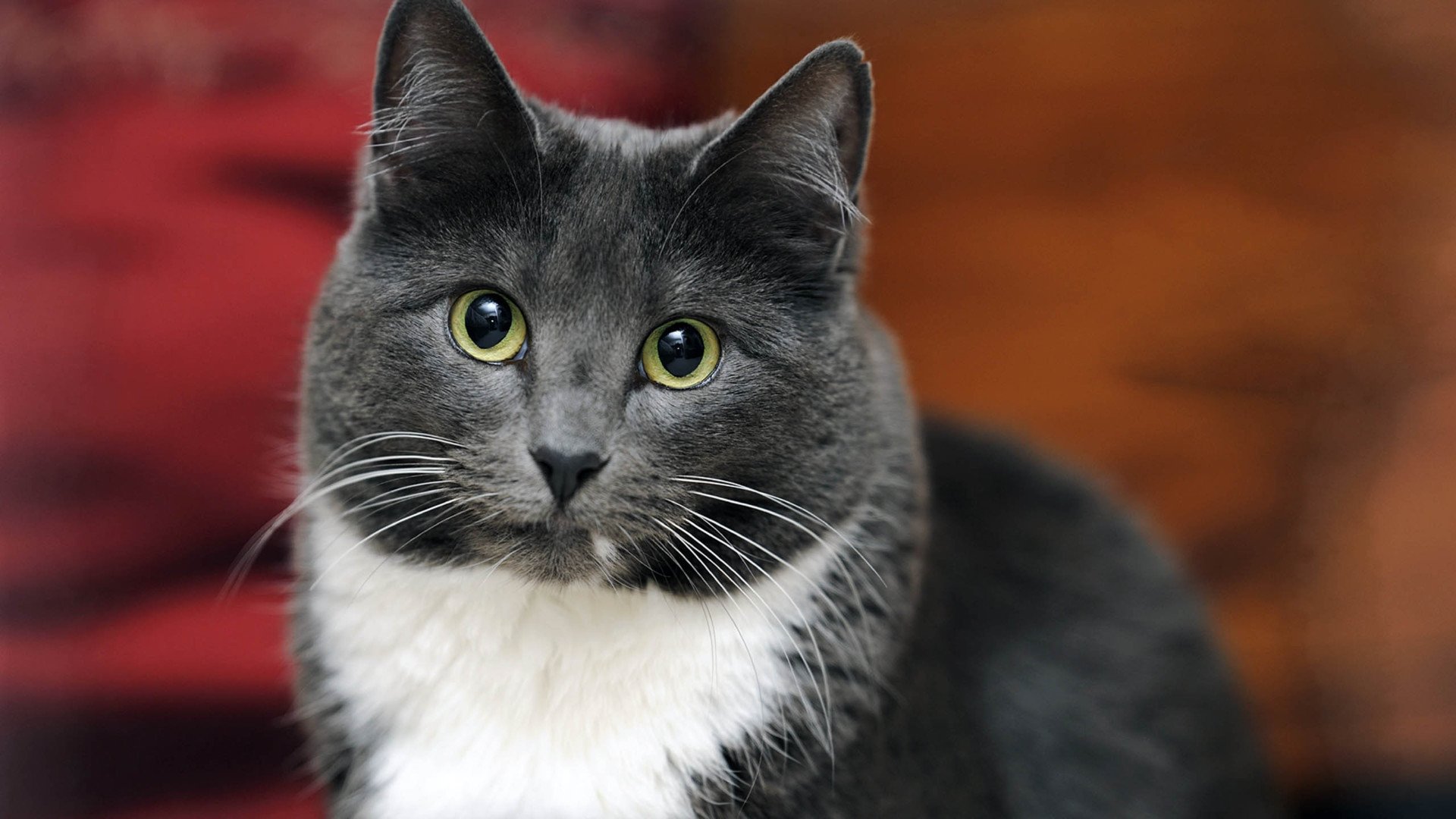 萌宠,喵星人,喵,可爱,卖萌图,儿童桌面专用