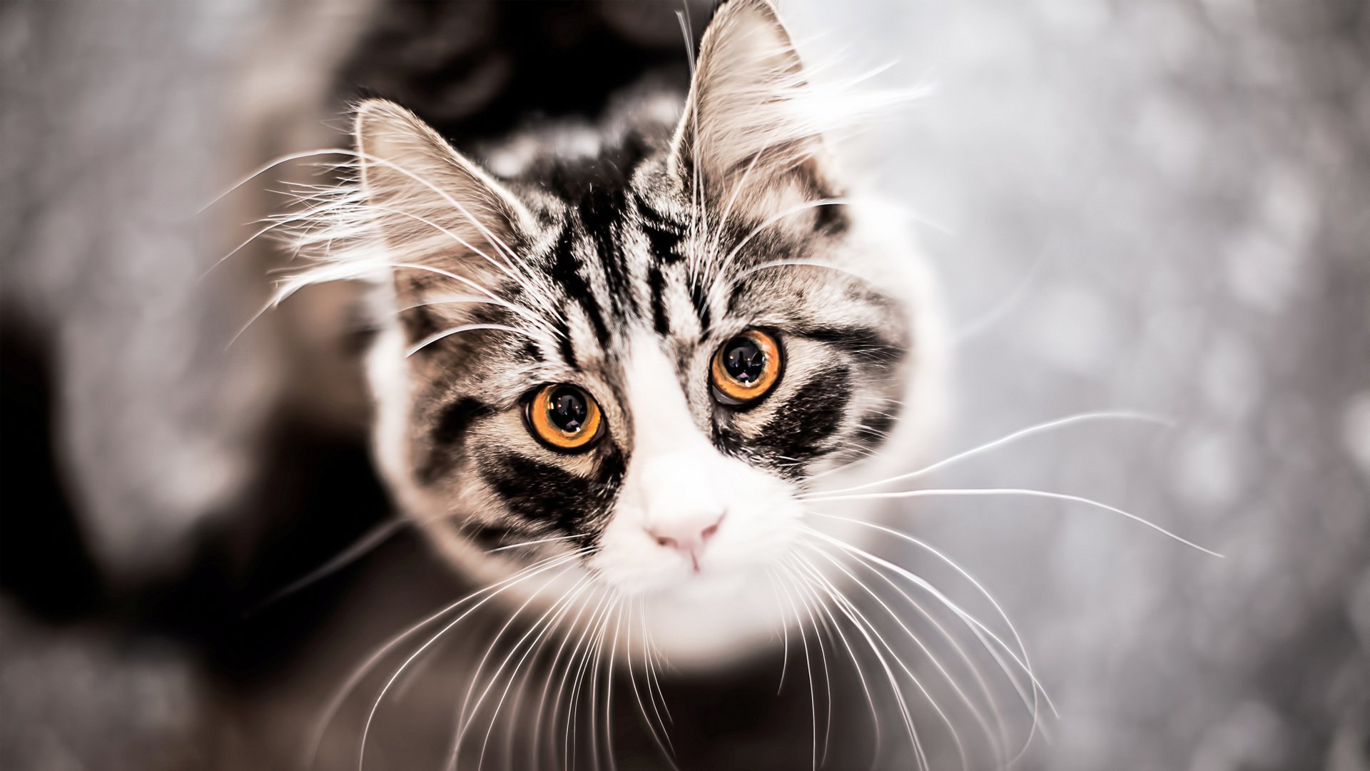 萌宠,喵星人,喵,可爱,卖萌图,古灵精怪,美短,儿童桌面专用