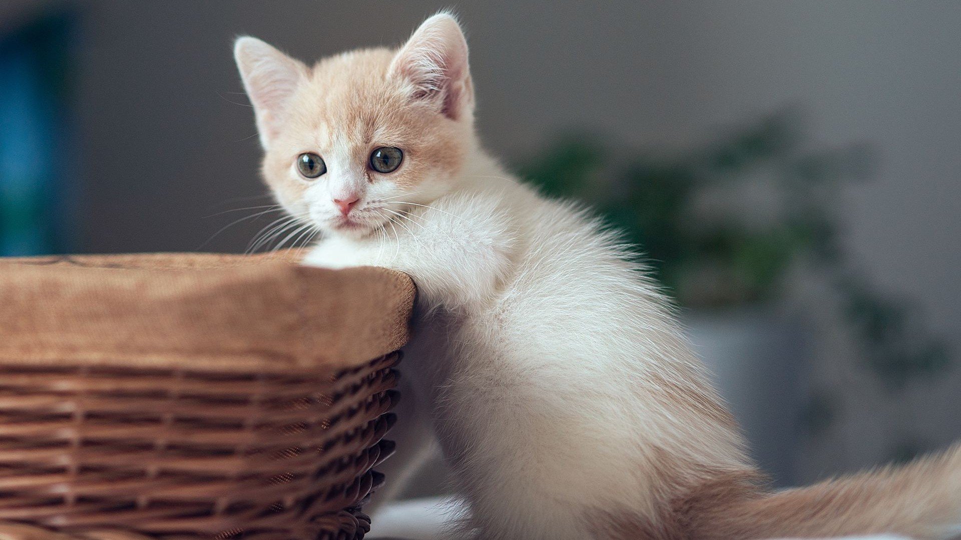 萌宠,猫,喵星人,卖萌图,可爱,古灵精怪,儿童桌面专用