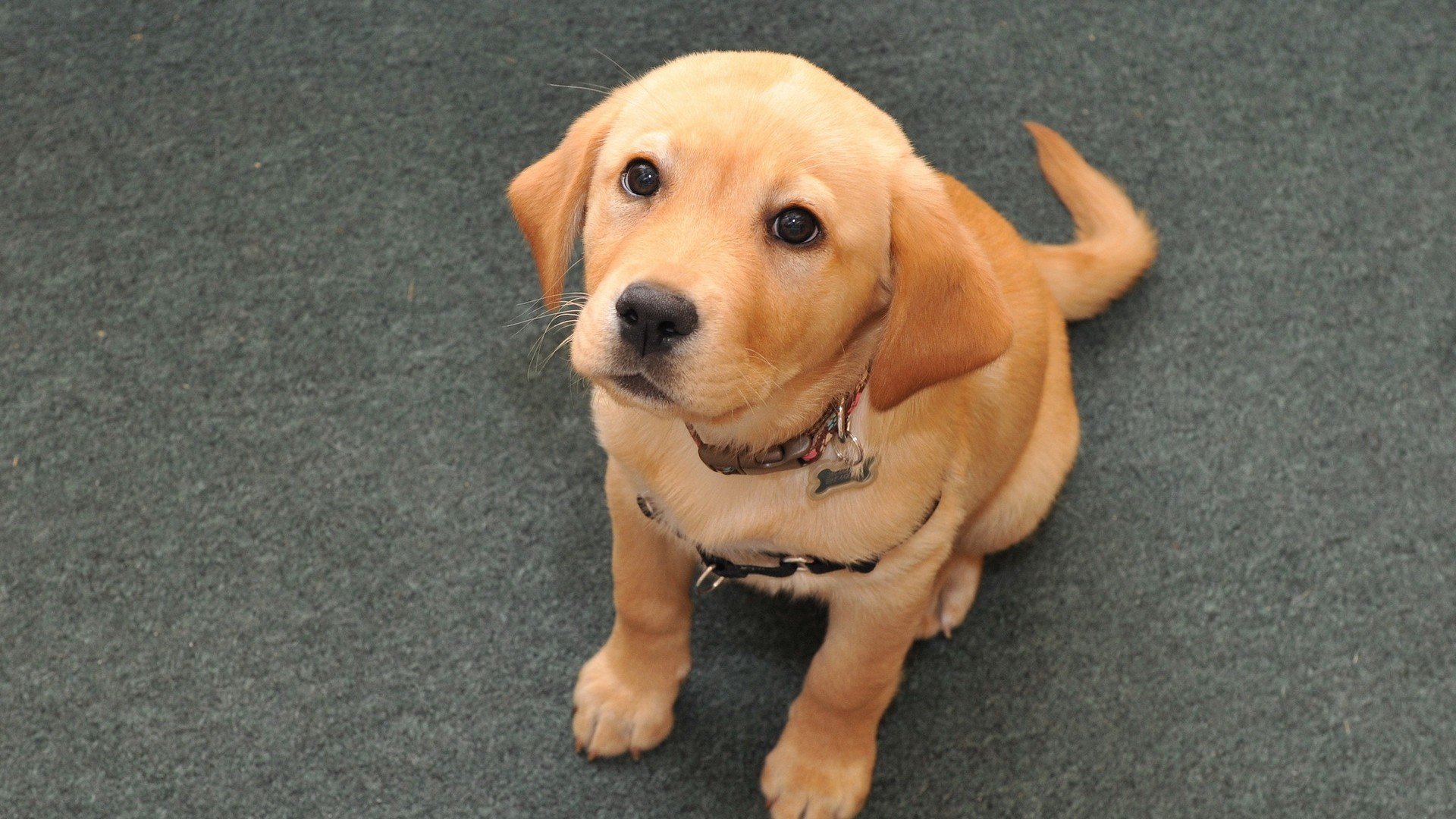 萌宠,狗,汪星人,卖萌图,可爱,古灵精怪,儿童桌面专用