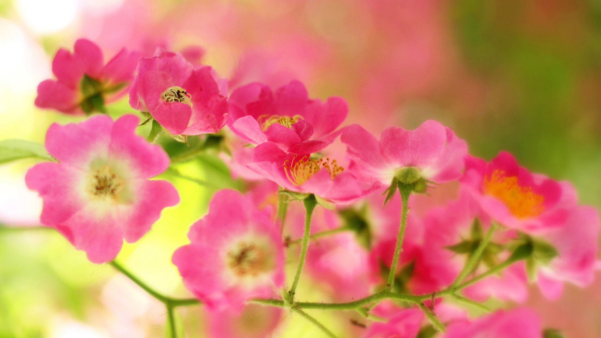 小清新,娇艳欲滴,花,儿童桌面专用