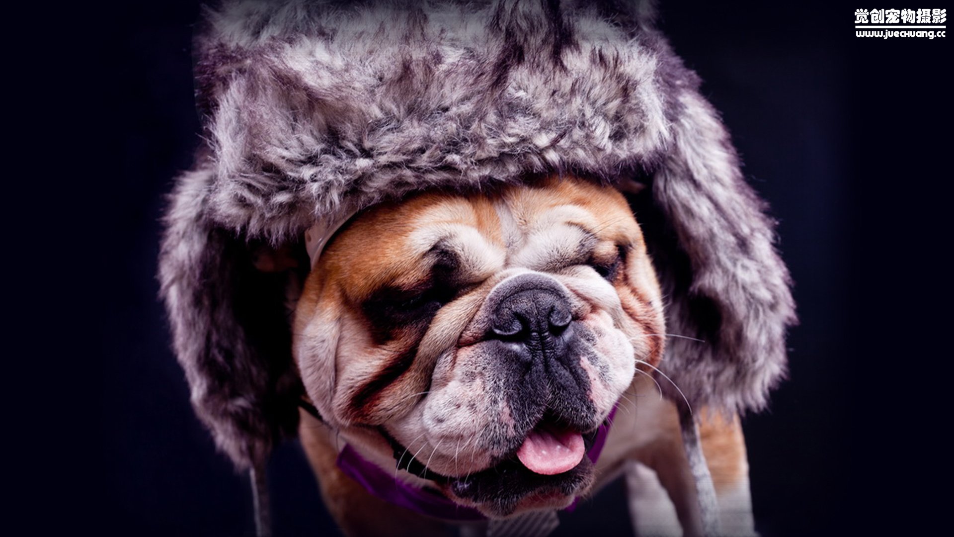 萌宠,汪星人,狗,可爱,卖萌图,古灵精怪,觉创摄影,@觉创摄影,儿童桌面专用