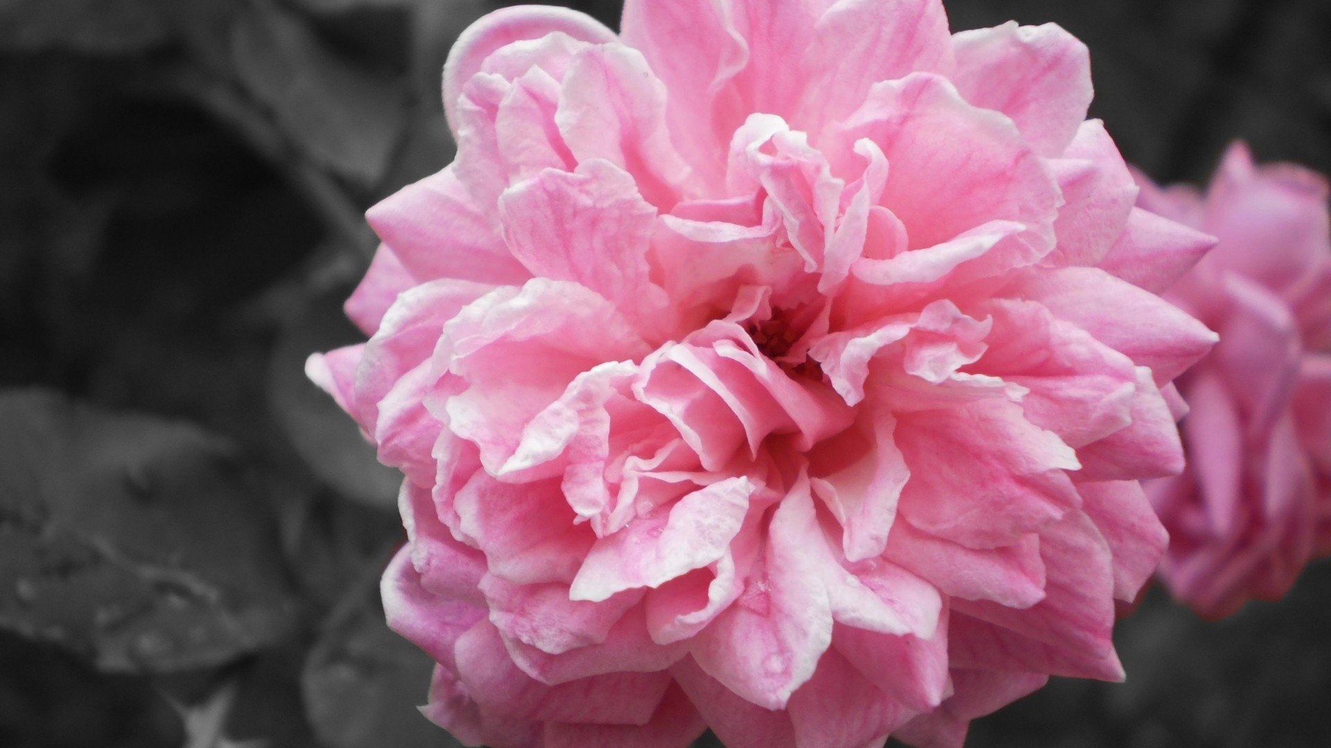 小清新,娇艳欲滴,花,儿童桌面专用