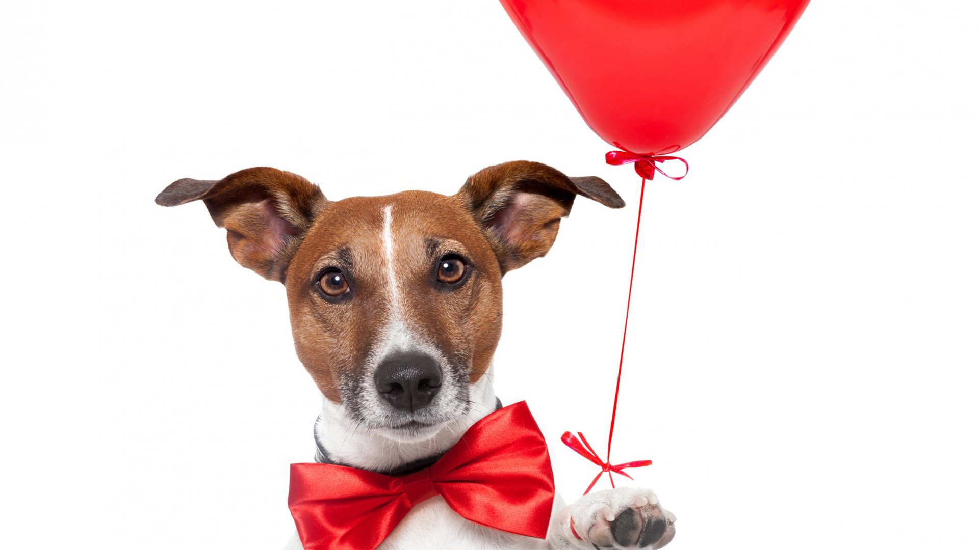 萌宠,汪星人,狗,可爱,卖萌,儿童桌面专用