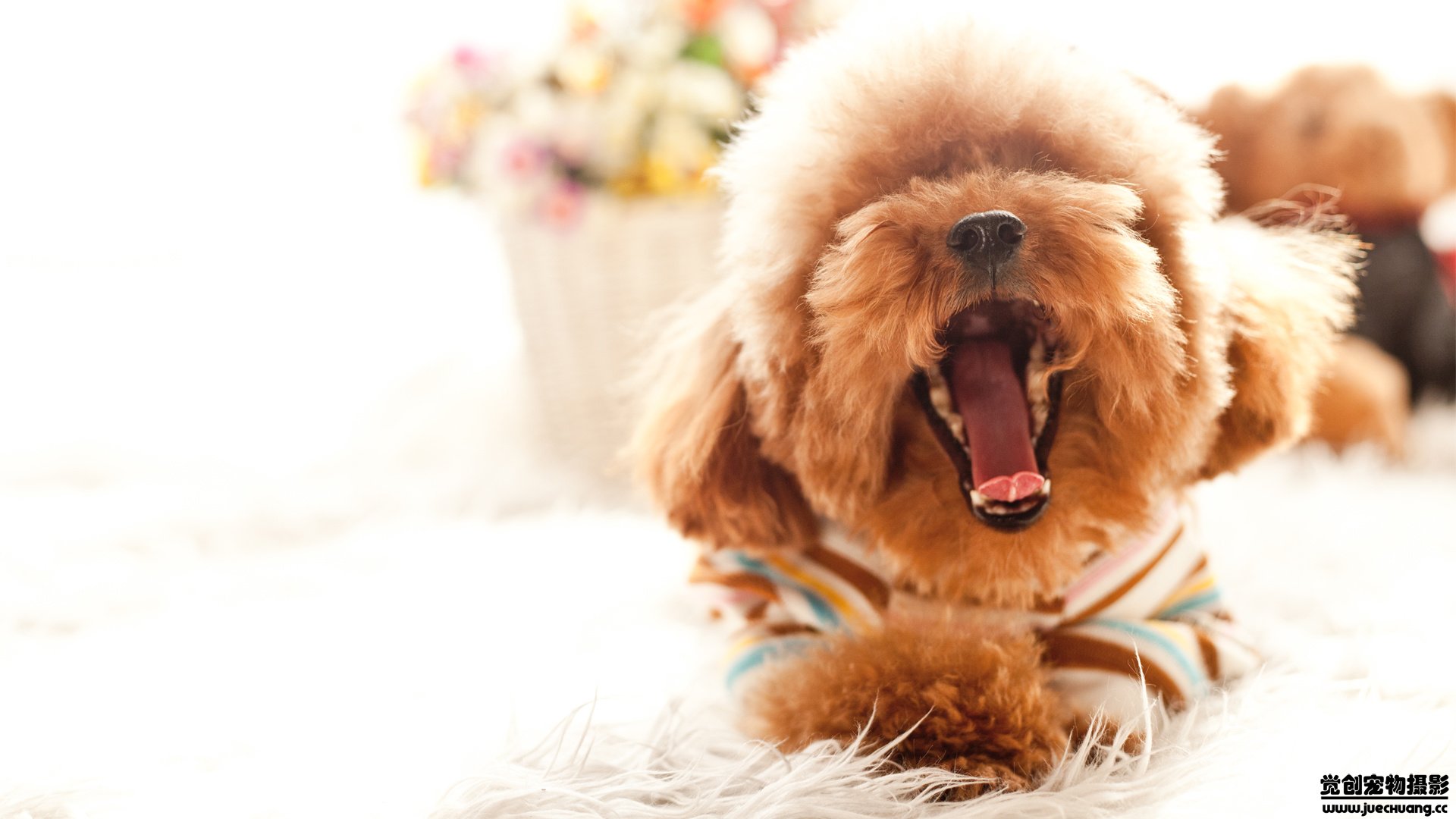 萌宠,汪星人,狗,可爱,卖萌,宠物,古灵精怪,觉创摄影,儿童桌面专用