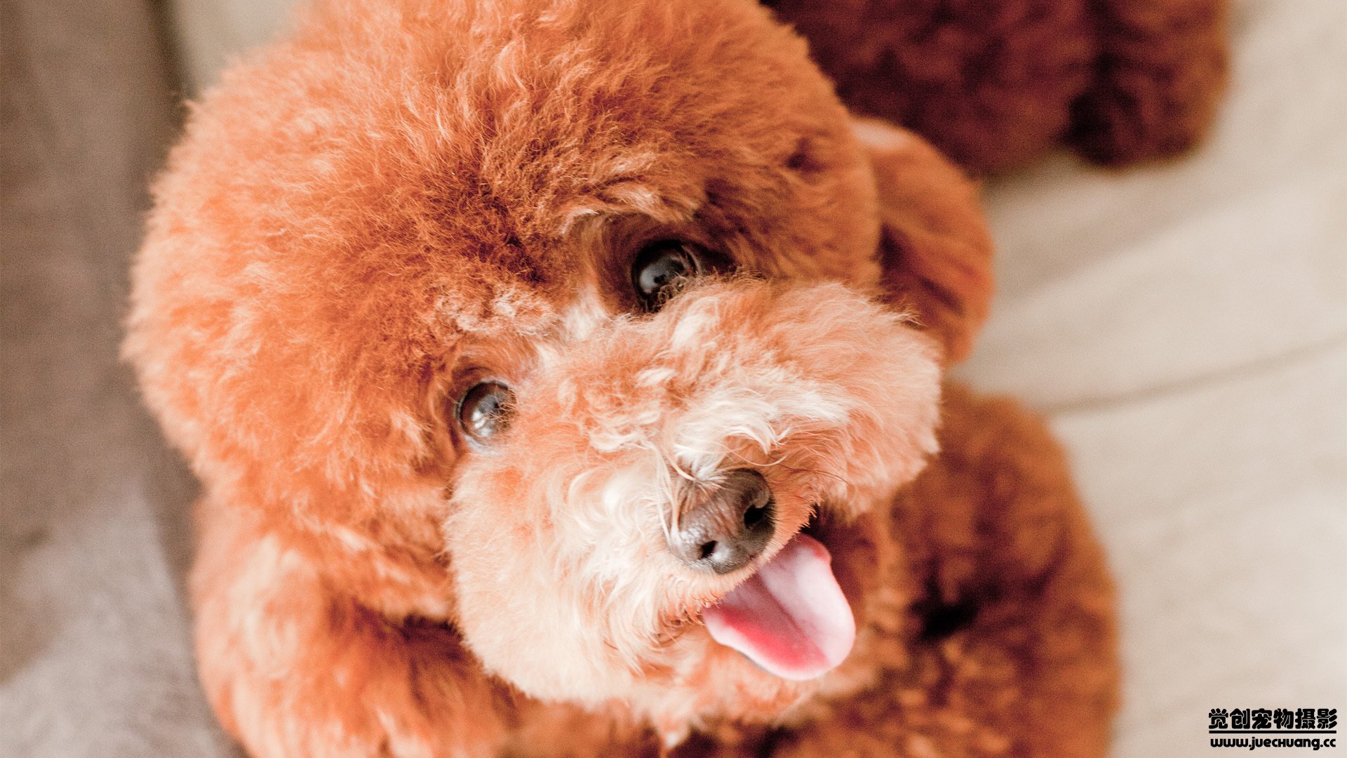 萌宠,汪星人,狗,可爱,卖萌图,古灵精怪,觉创摄影,@觉创摄影,儿童桌面专用