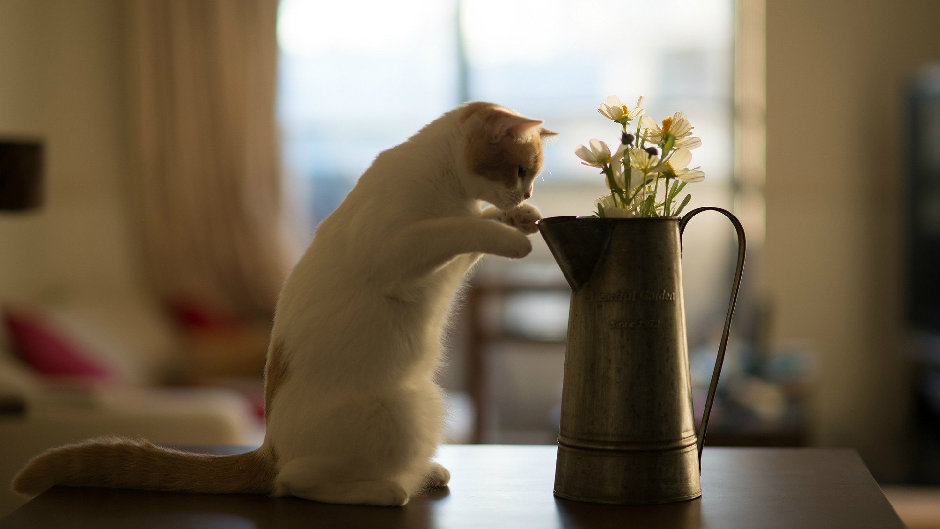 萌宠,猫,喵星人,卖萌图,可爱,古灵精怪,儿童桌面专用