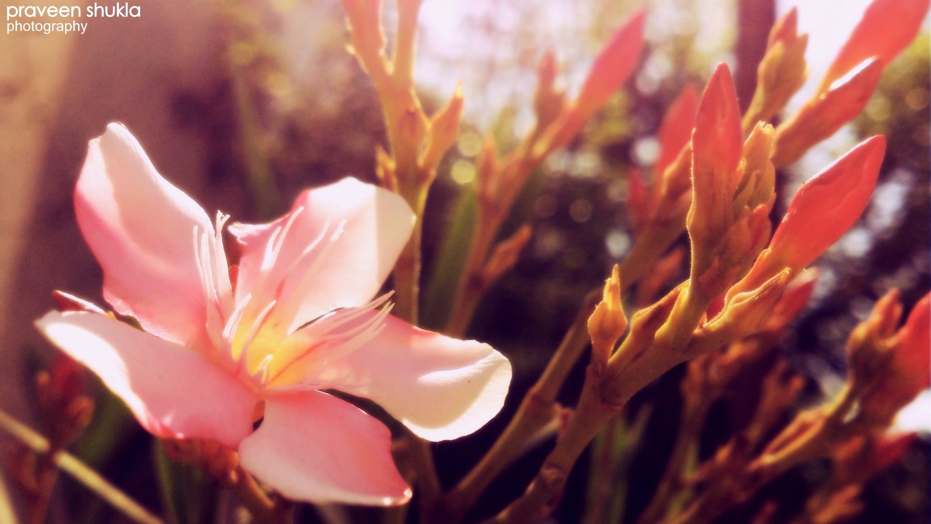 风景,春意盎然,儿童桌面专用