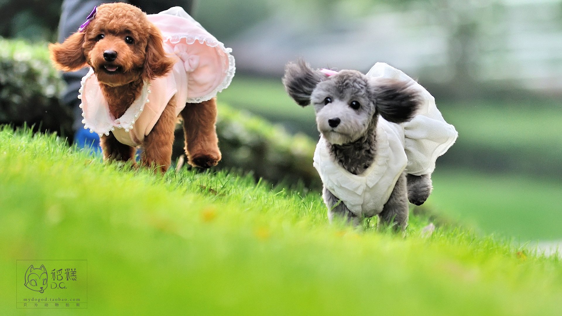 萌宠,稻糕摄影,狗,汪星人,古灵精怪,可爱,@稻糕DG宠物影像,儿童桌面专用